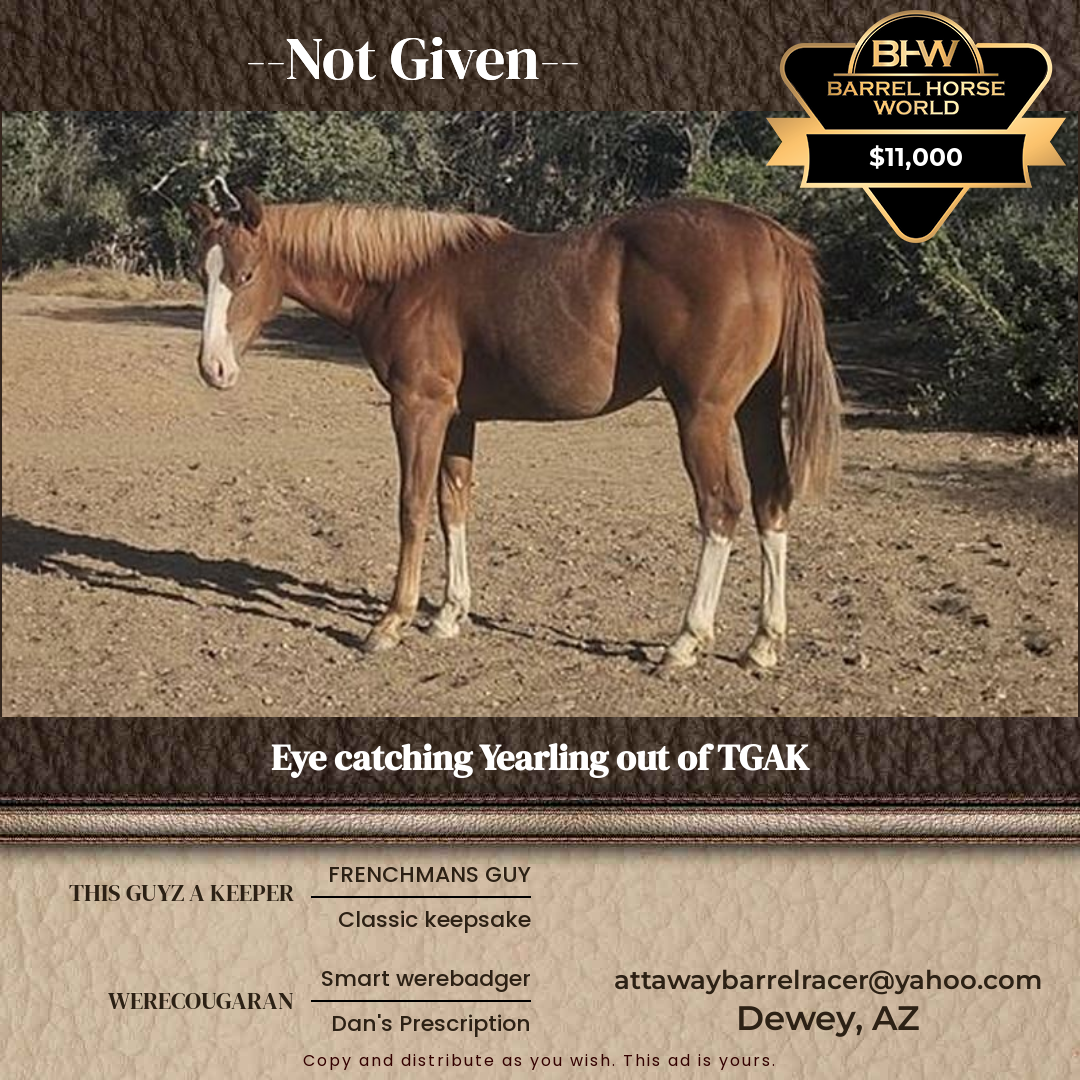 1  year old Mare