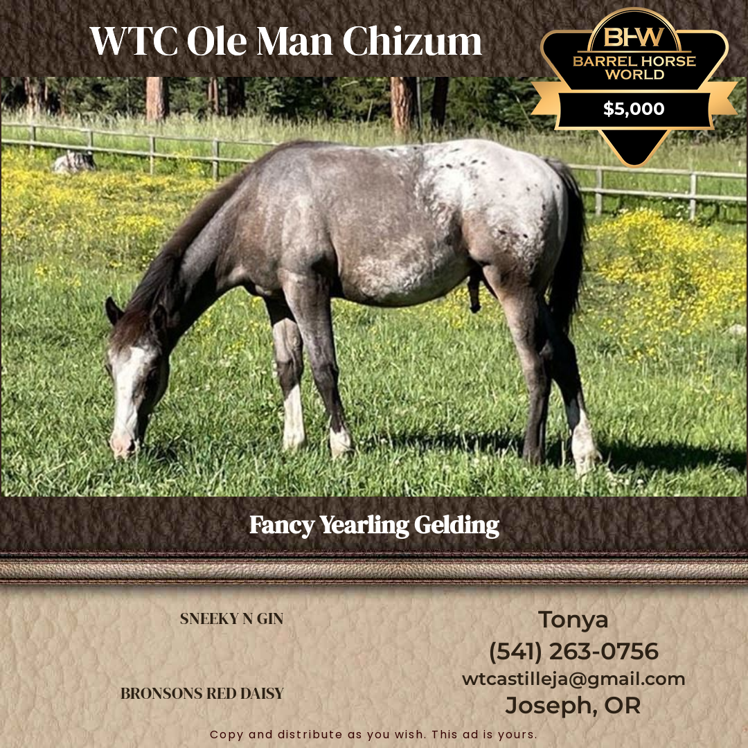 1  year old Gelding