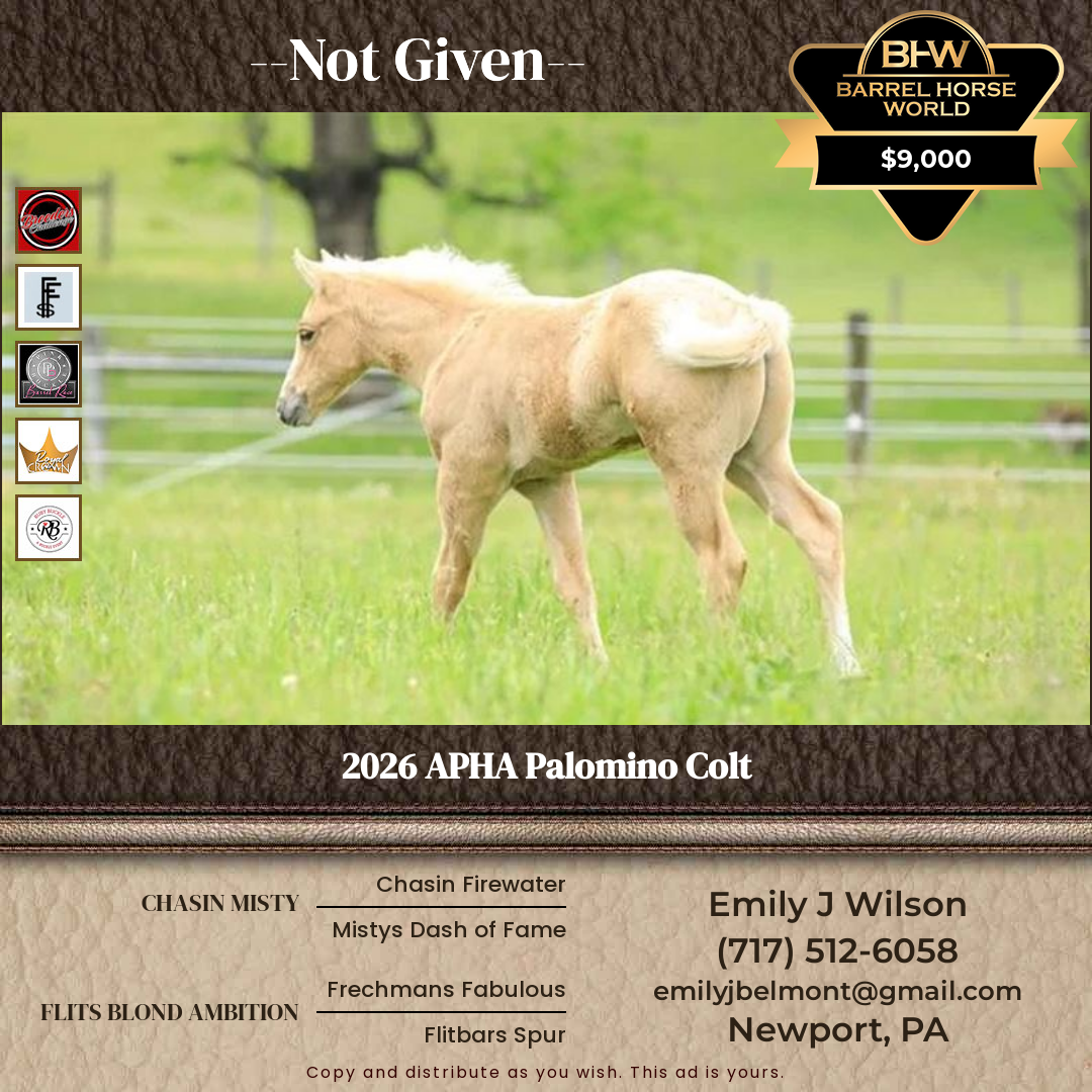Weanling  year old Stallion