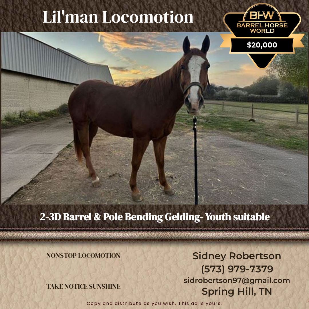 15  year old Gelding