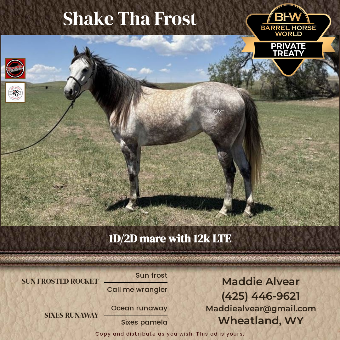 6  year old Mare
