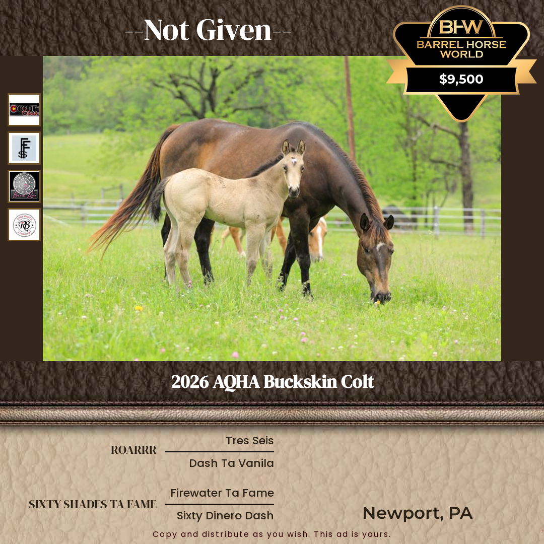 Weanling  year old Stallion