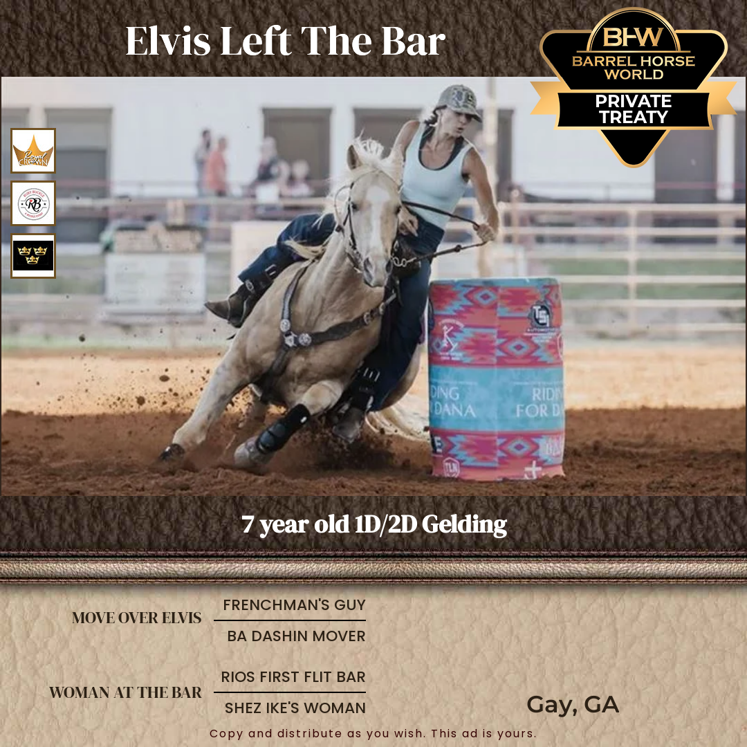 7  year old Gelding