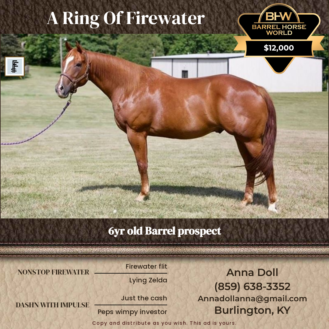 6  year old Gelding