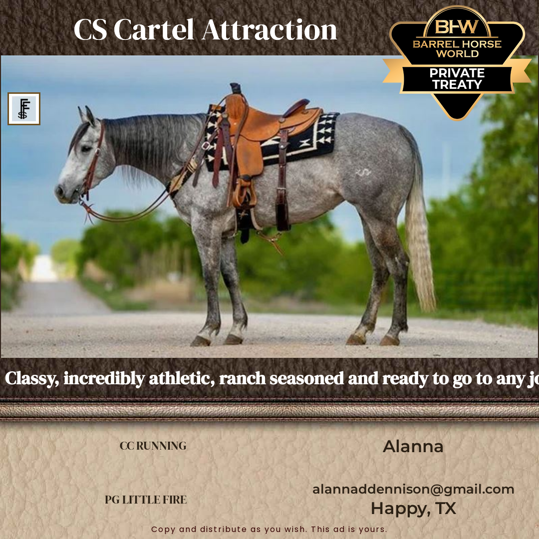 4  year old Mare