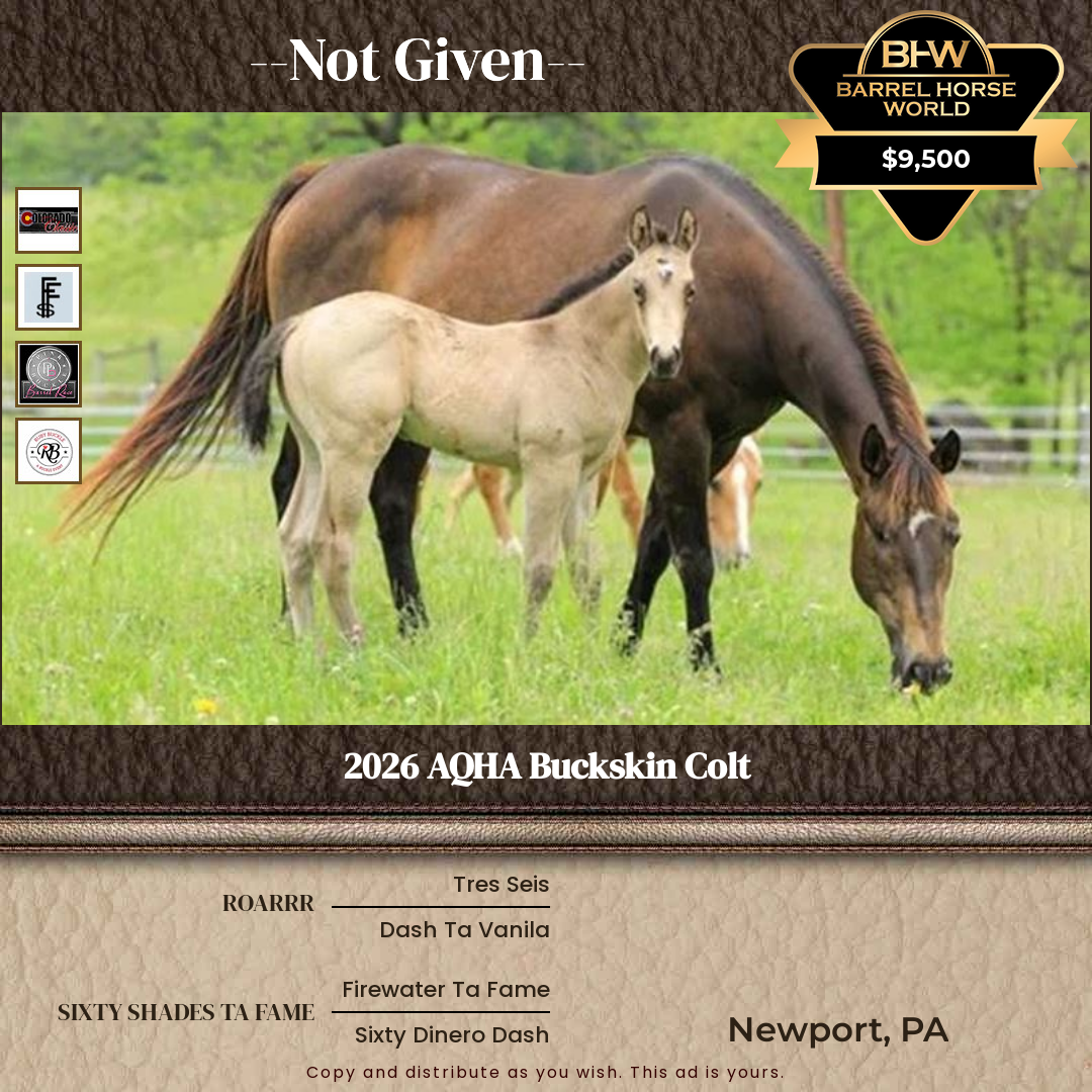 Weanling  year old Stallion