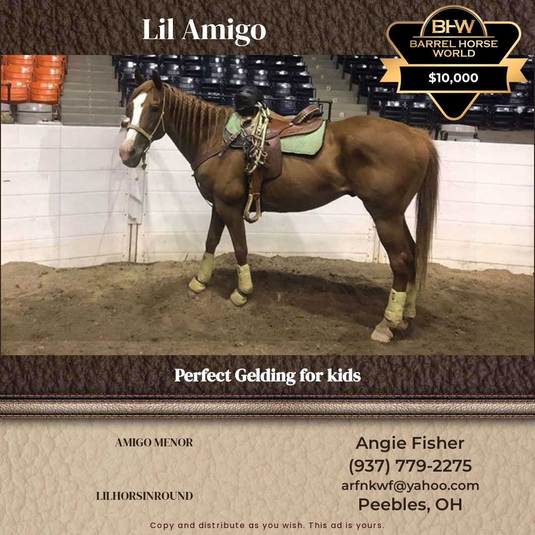 23  year old Gelding