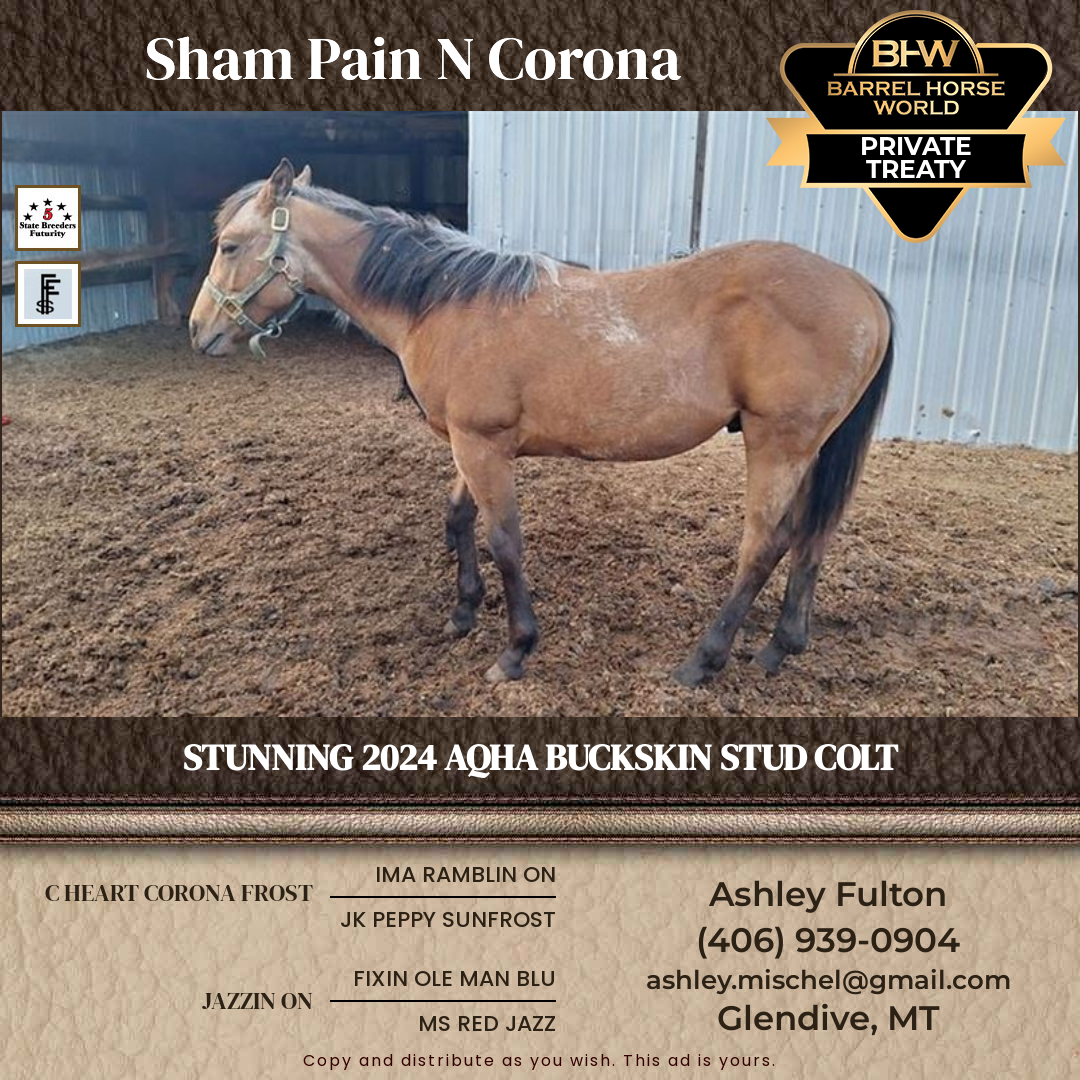 2  year old Stallion
