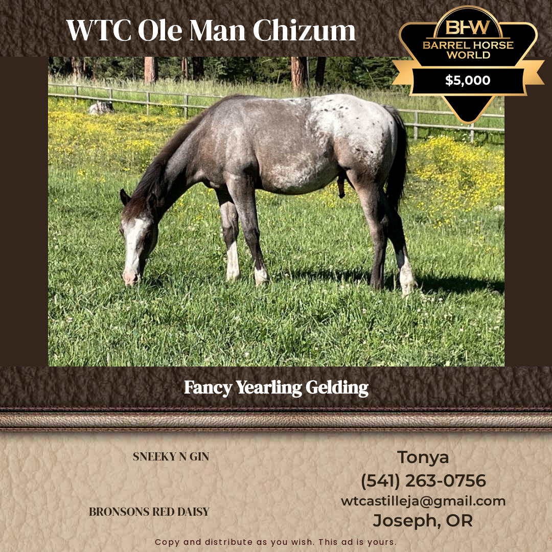 1  year old Gelding