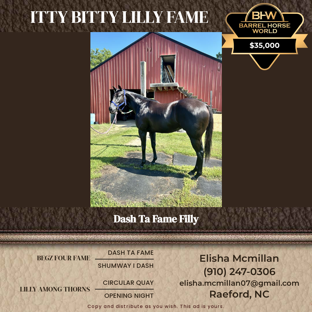 4  year old Mare
