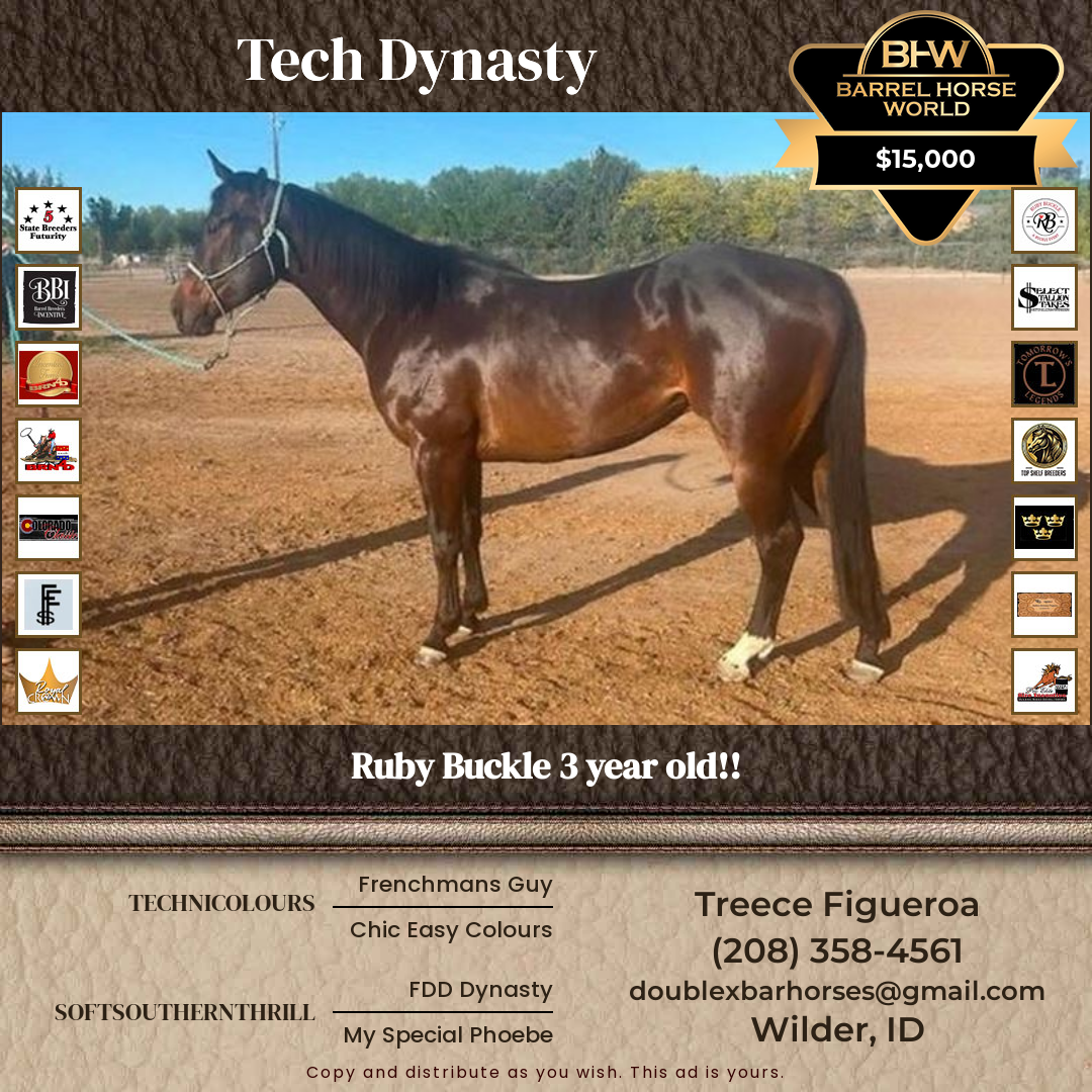 3  year old Gelding