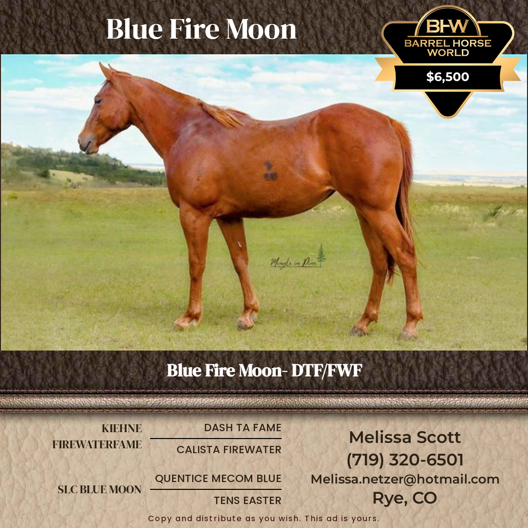 2  year old Mare
