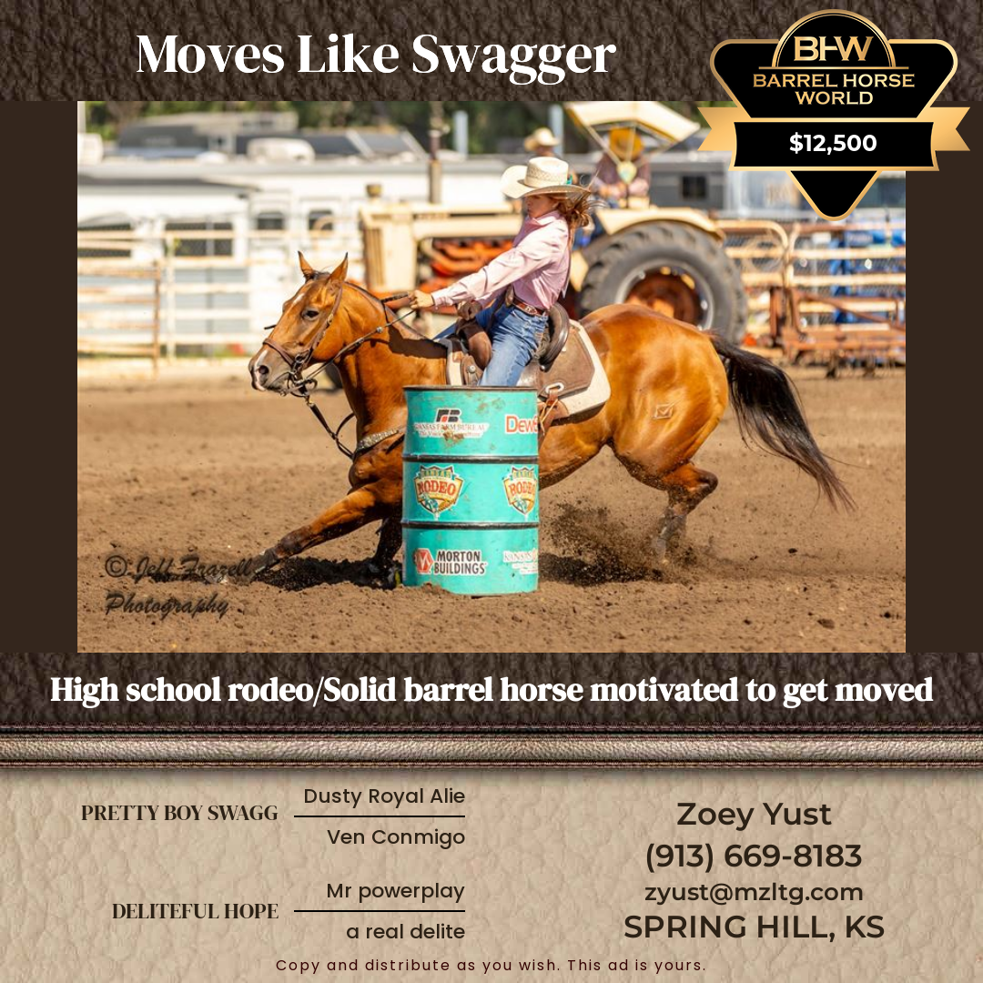 11  year old Gelding