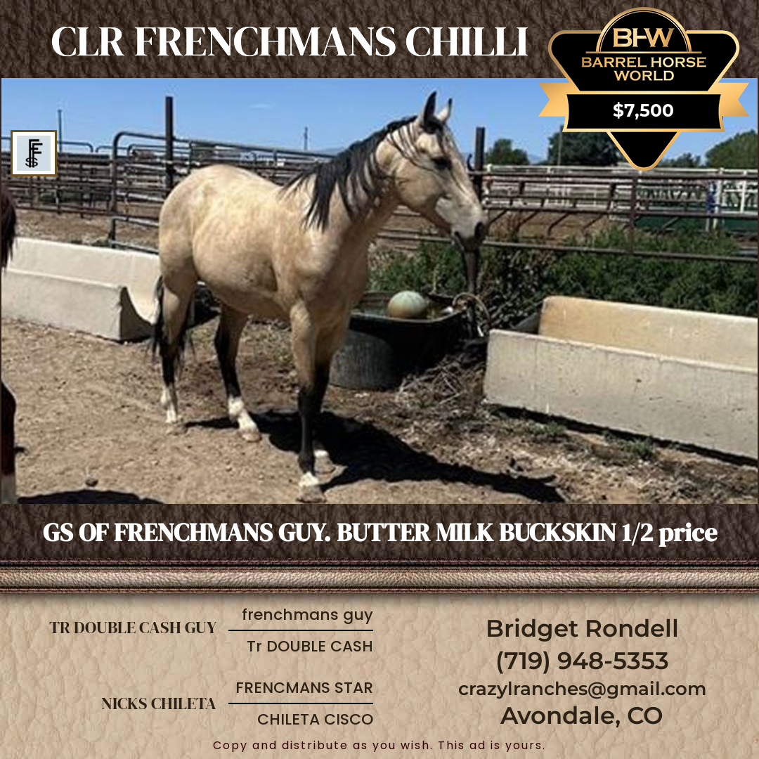 4  year old Gelding