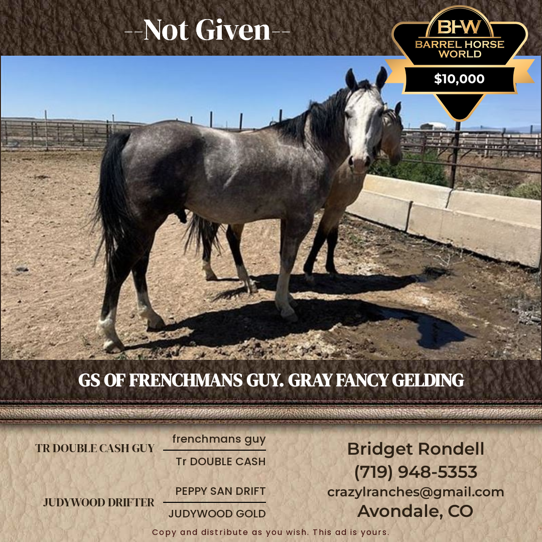 4  year old Gelding