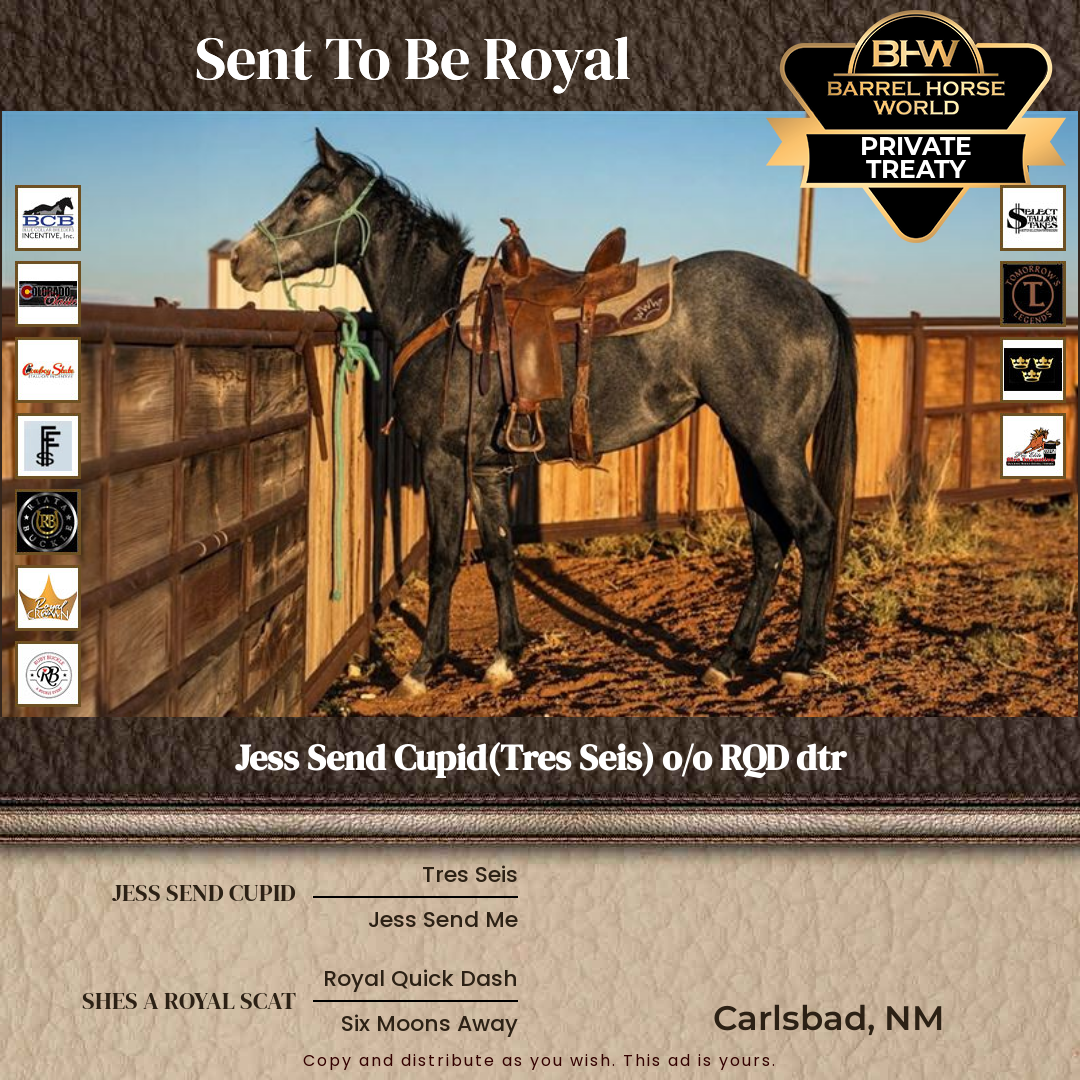 3  year old Mare